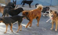 branco di cani, foto d'archivio