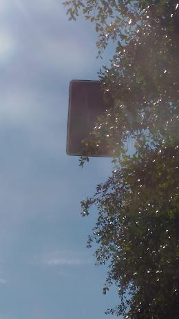 Catania: semaforo sparito tra il fogliame