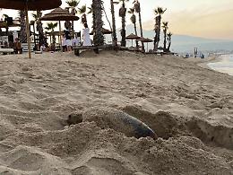 Caretta Caretta arriva alla Plaia e depone le uova