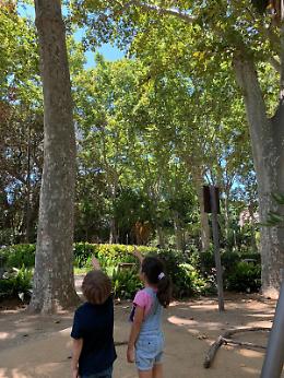 Catania: caduta rami dagli alberi , pericolo per i cittadini