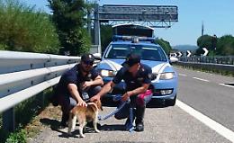 A-19: poliziotti nisseni salvano un beagle
