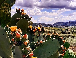 Da simbolo dell'Isola a oro di Sicilia: cos&igrave; una coppia ha trasformato il fico d'India