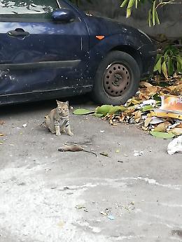 Catania, via Moncada angolo via del Faro: "Da 3 anni viviamo in questo schifo"