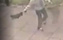 Palermo, picchia e lancia un cagnolino sulle auto: denunciato