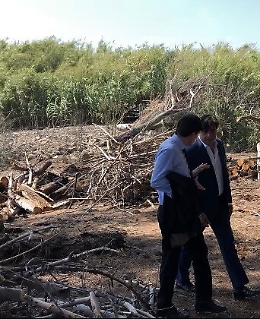 Comune, legna del Boschetto della Plaia offerta gratuitamente