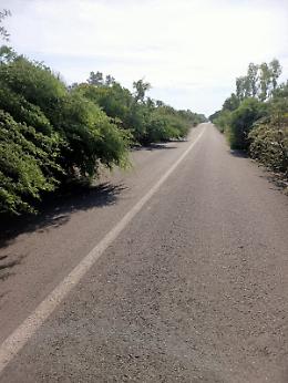 Vaccarizzo (CT), Stradale Coda volpe  abbandonato a se stesso