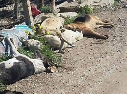 Sciacca, cani uccisi da potente insetticida. Perquisizioni e nessun indagato