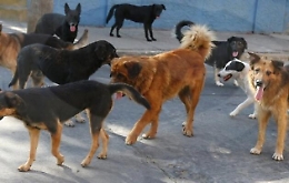 Butera, cani randagi sbranano capretto: pastore ne uccide due