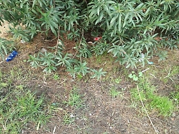 Catania, Castello Ursino: "Ma gli operatori ecologici dove sono"?