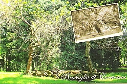 All'ombra di questa catalpa Alessandro Manzoni scrisse il "cinque maggio"