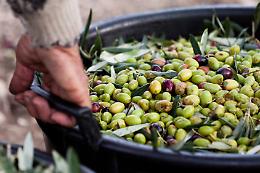 La Sicilia &egrave; la seconda regione d'Italia per produzione di olio, ma il picco della produzione &egrave; ancora lontano