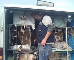 Catania, fermato furgone con 20 cani e un gatto: 8 denunce