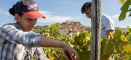 Un nuovo vigneto nella Valle dei Templi di Agrigento