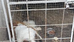 Calatabiano, teneva 43 cani e due cavalli in condizioni raccapriccianti