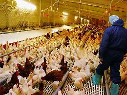 Italia, 50% antibiotici è in allevamenti