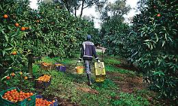 Catania, sequestrata una tonnellata e mezza di agrumi di provenienza "dubbia"