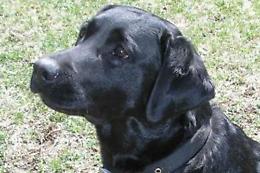 Cani Labrador "famelici" per un gene