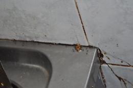 Cibi non tracciabili e scarsa igiene, tre locali sanzionati ad Aci Trezza