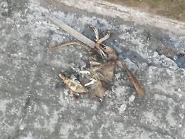 Giarre: topi grossi come gatti in Via Bellini