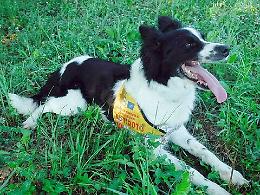 Dacia, la cagnetta che salva i lupi dal veleno