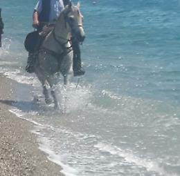 Cavalli al galoppo ed escrementi in mare lungo litorale Recanati