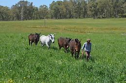 Tornare alle radici a passo di mulo