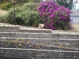 Catania, "pascolo" all'ospedale Ascoli-Tomaselli