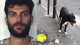 Catania, ruba motorino con cane al seguito che rischia di morire per lo sforzo