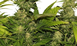 Belpasso, piantagione di cannabis in un casolare: sul mercato avrebbe fruttato 300 mila euro