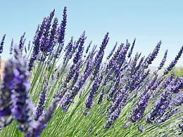 Tra i campi di lavanda di Fagaria amati dagli sposi per le foto di nozze