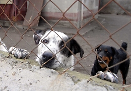  Riqualificato il canile municipale di Palermo: spesi 150 mila euro, potrà ospitare fino a 300 animali