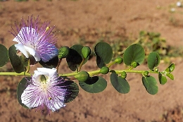 Il "cappero delle Eolie" diventa dop