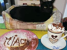 A Palermo doppia "gattombola" per i mici del rifugio Ediga