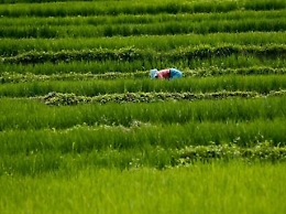 Agricoltura in Sicilia, dalla Regione 30 milioni destinati a 408 progetti