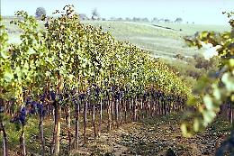 Sicilia, calo del 15% della vendemmia ma la qualità sarà ancora migliore