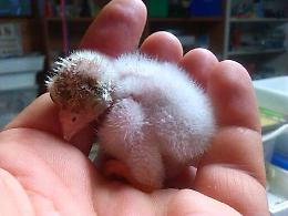 E' nato pulcino da coppia in cattività di aquile reali