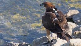 Aquila di Bonelli salvata nel catanese grazie a trasmettitore Gps