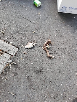 Il degrado pi&ugrave; totale delle vie di Catania