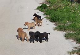 In campo con i cuccioli di cane