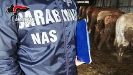 Bovini e ovini non idenfiticati: sequestro nel Palermitano