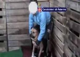 Palermo, carabinieri fermano lotta clandestina tra cani