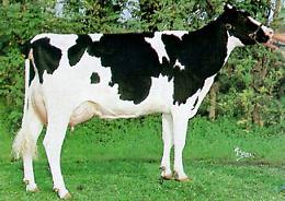 Tracciabilit&agrave; formaggi siciliani ricerca dell&rsquo;Universit&agrave; di Palermo