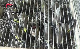 Palermo, vendeva a Ballarò uccellini di specie protette, denunciato dai carabinieri