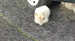 Micio investito nel Catanese, la denuncia dell'Enpa: «Non prestare soccorso è un reato»