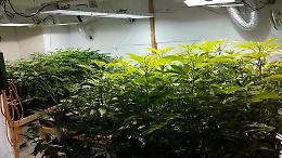 Catania, profumo di marijuana dal garage: scoperta una piantagione