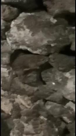 San Giovanni Galermo: invasione di rifiuti e ratti in via Immacolata