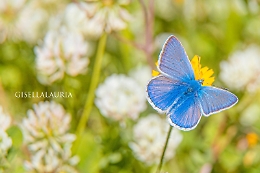 Bellissima coppia di farfalle Icaro Azzurro