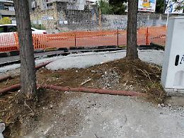 Catania: alberi abbattuti per lavori stradali in via Passo Gravina