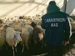 I Nas di Catania sequestrano bestiame e farmaci in azienda agricola
