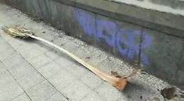 Catania: caduta rami di palma al viale Regina Margherita